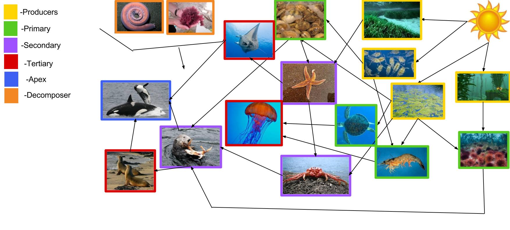 Food Web - The World of the Sea Otter